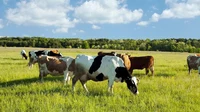Farm USA