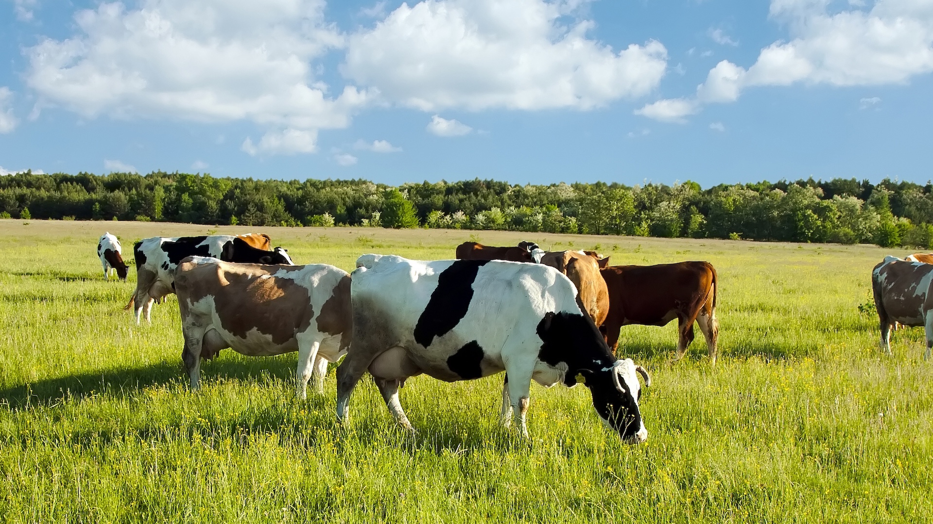 Farm USA